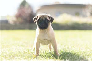 Orlandas - Pug for sale
