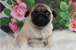 AKC CH Wilma - Pug for sale