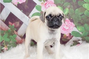 Neva - Pug for sale