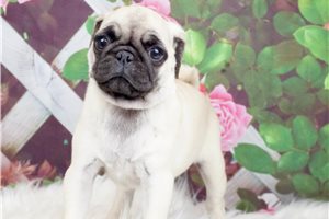 NaNa - Pug for sale
