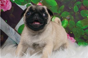 AKC CH Piggie - Pug for sale