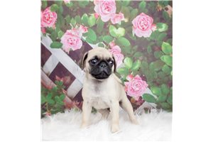 Mio - Pug for sale