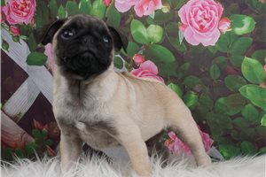 McLove - Pug for sale