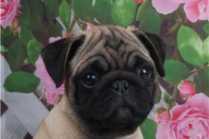 Flashy - Pug for sale