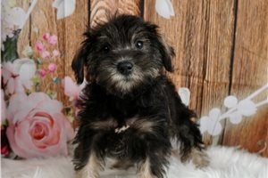 Daisy - Schnauzer, Miniature for sale