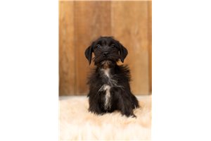 Emeraude - Schnauzer, Miniature for sale