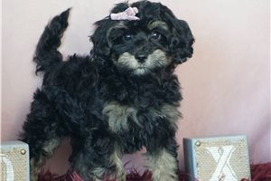 Glory - Schnoodle for sale