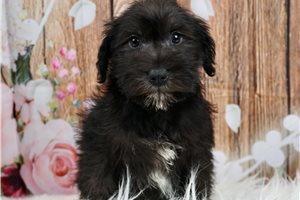 Honey - Schnauzer, Miniature for sale