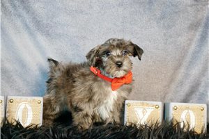 Marlon - Schnauzer, Miniature for sale