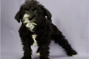 Jenny - Schnauzer, Miniature for sale