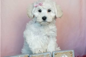 Donna - Schnoodle for sale