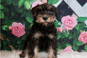 AKC Woodstock - Schnauzer, Miniature for sale