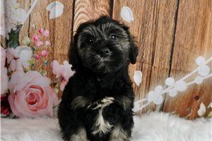 Diesel - Schnauzer, Miniature for sale