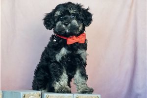 Boss - Schnoodle for sale
