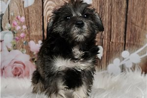 Char - Schnauzer, Miniature for sale