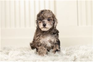 Kinsley - Schnoodle for sale
