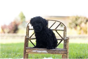 Danny - Schnoodle for sale
