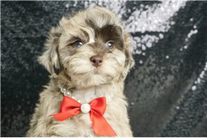Kennedy - Schnoodle for sale