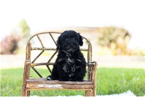 Declan - Schnoodle for sale