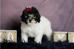 Teagan - Schnoodle for sale