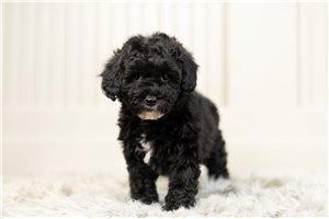 Kalia - Schnoodle for sale