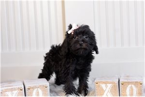 Willow - Schnoodle for sale