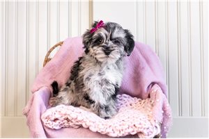 Winnie - Schnoodle for sale