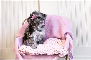 Wrenna - Schnoodle for sale