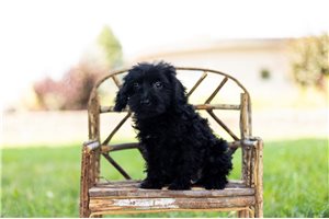 Diego - Schnoodle for sale