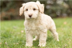 Septimus - Schnoodle for sale