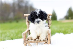 Laney - Shichon for sale