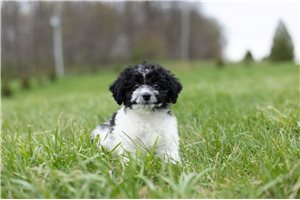 Lilly - Shichon for sale