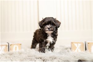 Felicia - Mixed/Other for sale