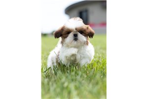 Miss Shay - Shih Tzu for sale