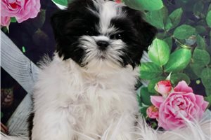 AKC Tiny Gadget - Shih Tzu for sale
