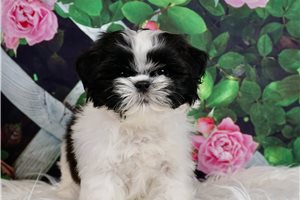 Ross - Shih Tzu for sale