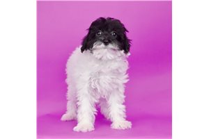 Isabella - Shorkie for sale