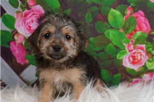 Timmy - Yorkiepoo - Yorkie Poo for sale