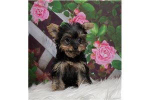 Sandra - Yorkiepoo - Yorkie Poo for sale