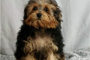 Sullivan - Yorkiepoo - Yorkie Poo for sale