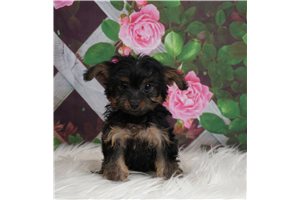 Piper - Yorkiepoo - Yorkie Poo for sale