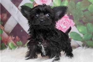 Cam - Yorkiepoo - Yorkie Poo for sale