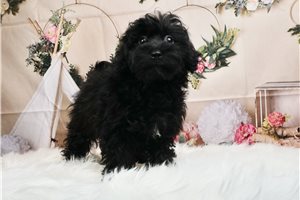 Capri - Yorkiepoo - Yorkie Poo for sale