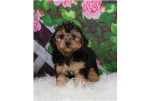 Blanche - Yorkiepoo - Yorkie Poo for sale