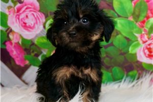 Wendy - Yorkiepoo - Yorkie Poo for sale