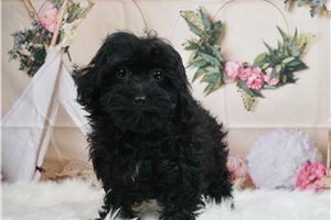Pierre - Yorkiepoo - Yorkie Poo for sale