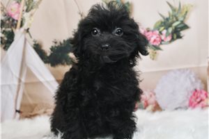 Layla - Yorkiepoo - Yorkie Poo for sale