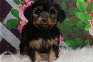 Fancy - Yorkiepoo - Yorkie Poo for sale