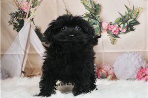 Bruno - Yorkiepoo - Yorkie Poo for sale
