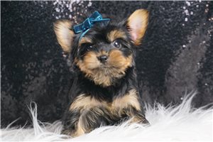 Easton - Yorkshire Terrier - Yorkie for sale